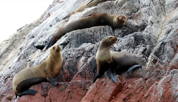 Excursões à Ilha do Lobo